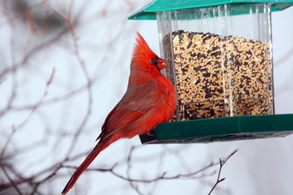 Bird Feeder Hanging in Glen Allen